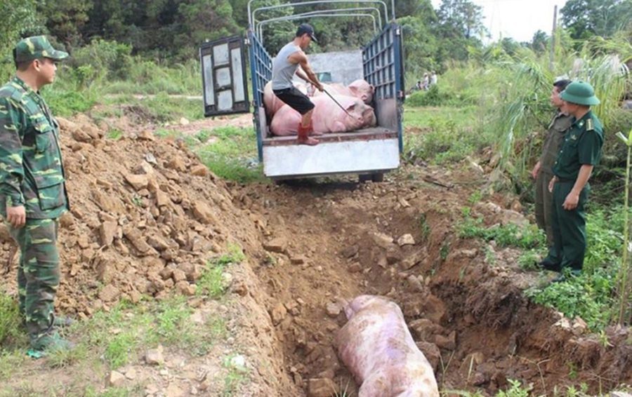 Hundreds of pigs were culled in Ratanakiri province in March and April. (Facebook/Mong Reththy)