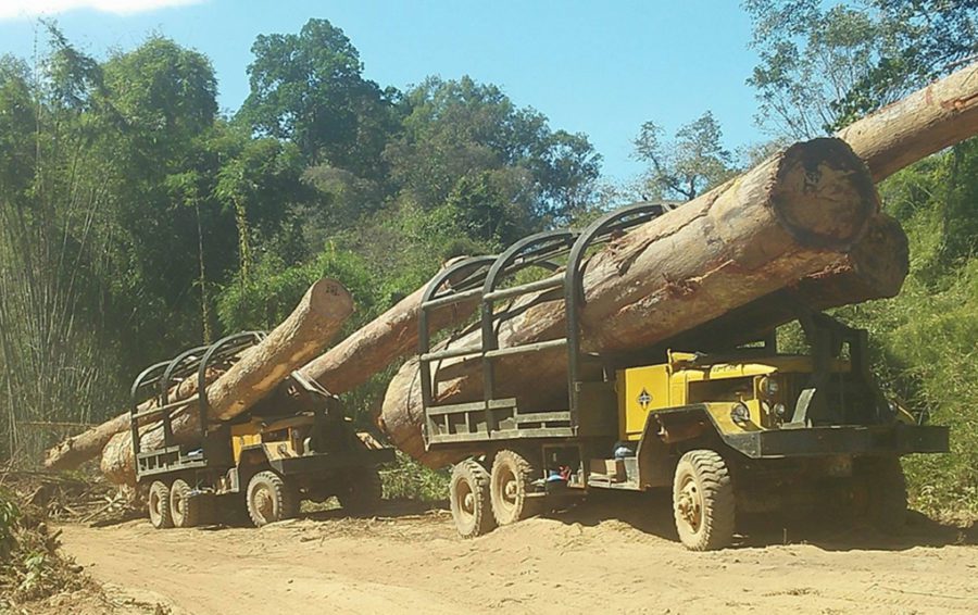 Illegal Logging