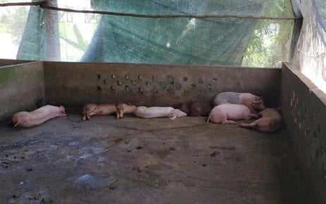 Pig farmer Bun Kim Long quarantined her sick pigs in Kandal province's Kraing Yov commune, as recommended by authorities, but they all later died. (Danielle Keeton-Olsen)