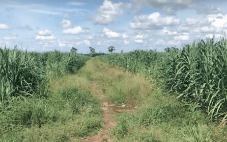 A Hengfu sugarcane plantation in Preah Vihear province in July 2019 (VOD)