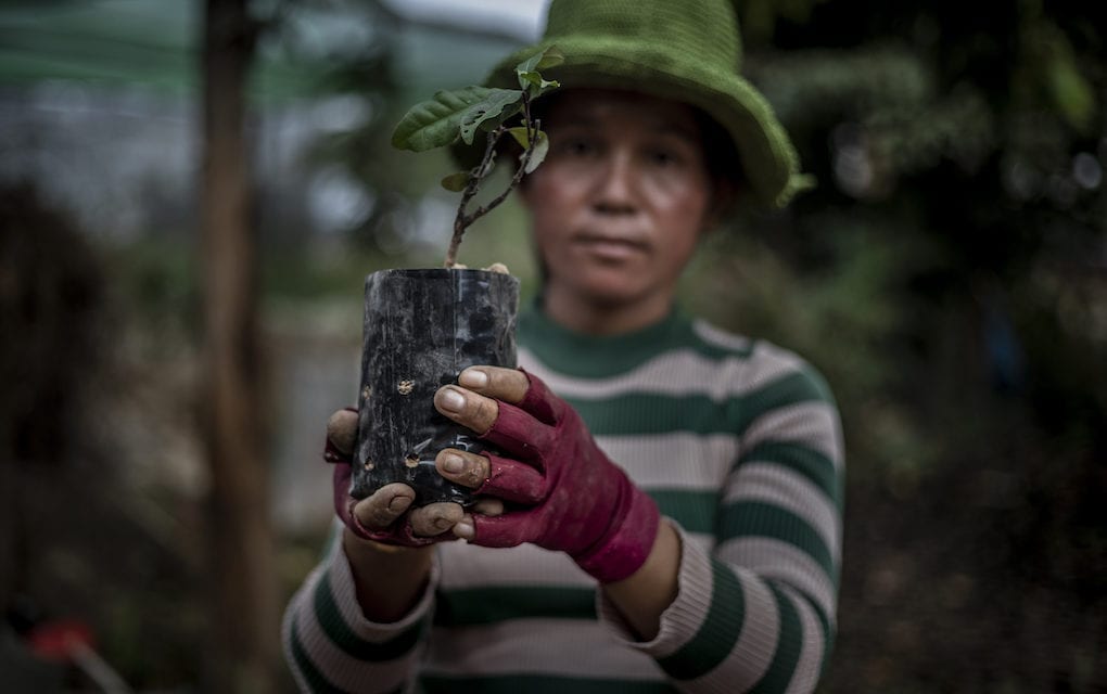 A woman holds up a neang sapling she potted in Siem Reap province's Kralanh district on December 18, 2019. If well maintained, the new trees might become a carbon capture site that can generate conservation funds for Cambodia. (Roun Ry)