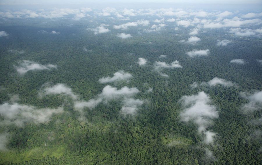 View of the Prey Lang forest in July 2008 (Prey Lang Community Network)