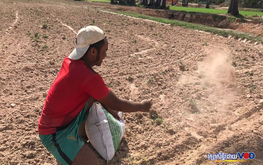 A farmer in Kampong Cham province’s Batheay district sows rice seeds in his parched rice field on June 6, 2020. (Kong Meta/VOD)