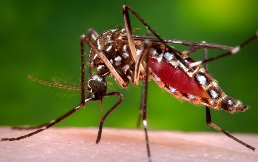 Chikungunya mosquito (CDC Global)