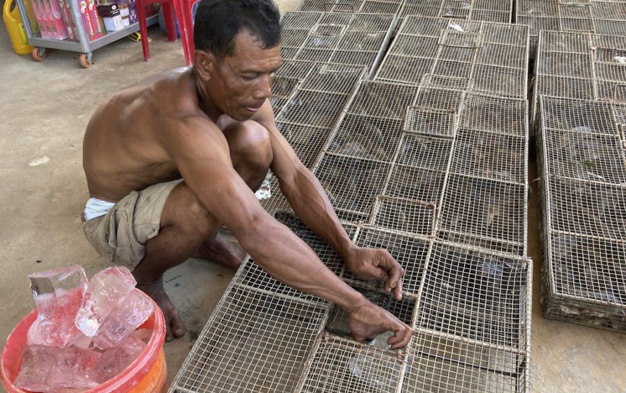 Rat broker Lor Sam Ath places pieces of ice in the cages to allow the rodents to hydrate as they make their way across the border to Vietnam. (Ananth Baliga/VOD)