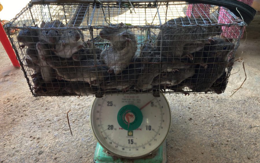 A fresh catch of rice field rats peer out of their cages as they are weighed in Takeo province’s Chambak Aem village, on July 30, 2020. (Ananth Baliga/VOD)