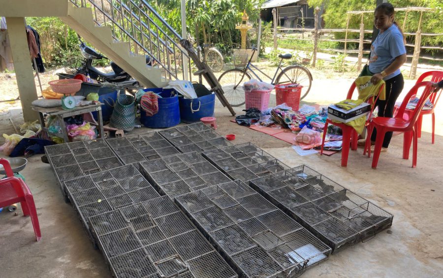 Takeo province rat brokers Lor Sam Ath and Tum Sok store their daily procurement of rats in their front yard, before it is sent across the border to Vietnam. (Ananth Baliga/VOD)
