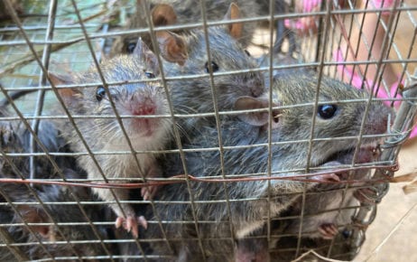 Rice field rats caught in Koh Andet district are sold to brokers for 4,000 to 5,000 riel ($1 to $1.25) a kilogram. (Ananth Baliga/VOD)