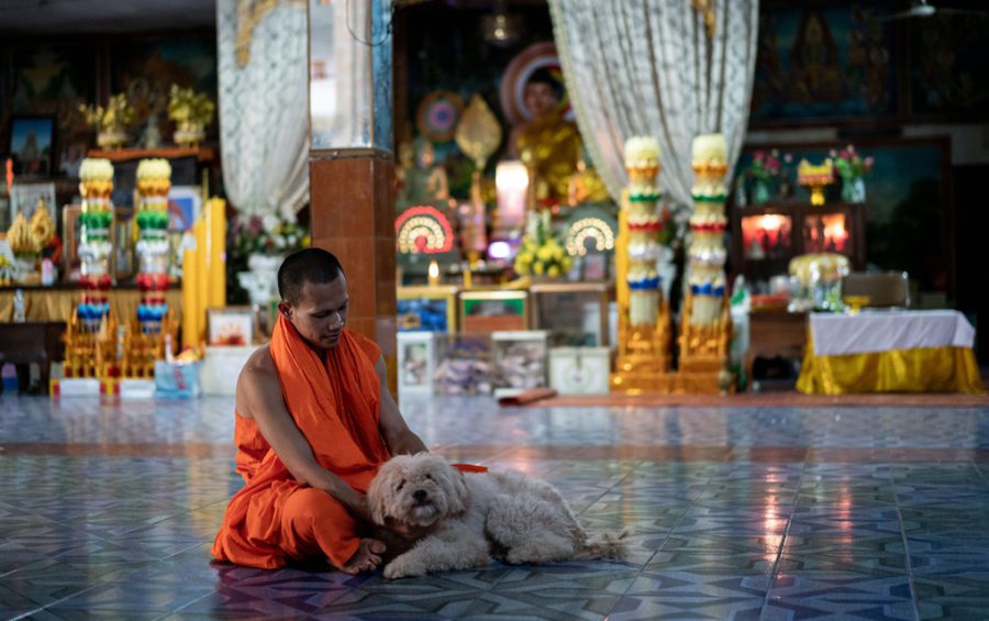 A monk at a pagoda in Phnom Penh with a community-owned dog. Unwanted pets are often abandoned at pagodas, frequently becoming a collective responsibility. (Andy Ball/VOD)