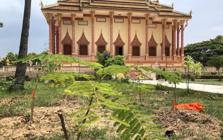 Newly planted trees at Wat Pothivong in Prey Veng province’s Svay Antor commune on September 1, 2020, three days after Kem Sokha visited the pagoda. (Matt Surrusco/VOD)