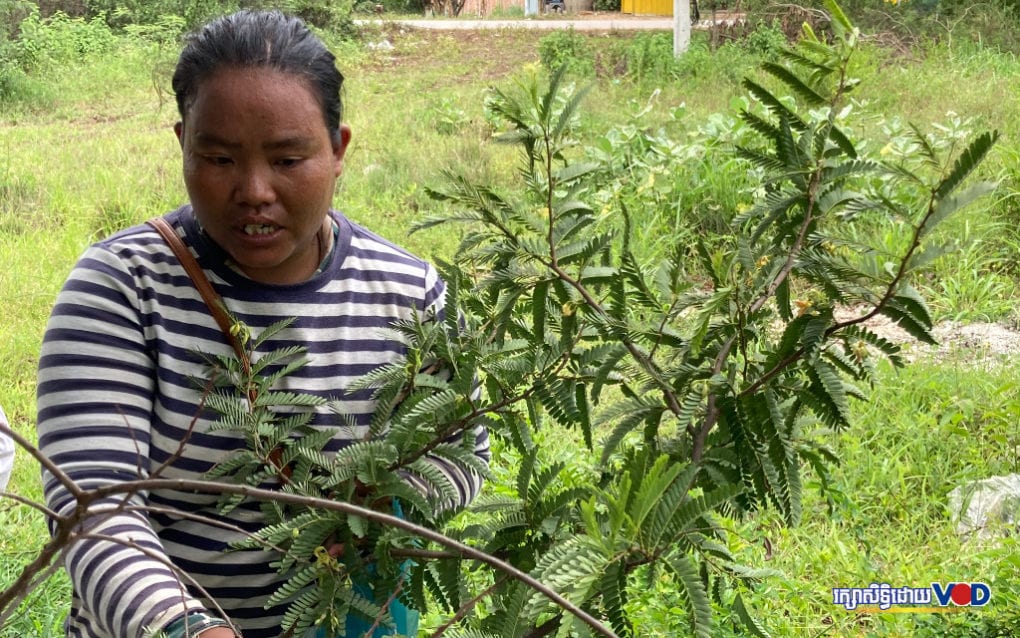 Sum Nop picks fresh tamarind leaves on August 16 in Battamabng province, which she sells in the market, earning around 75 cents for each kilogram she collects. (Ananth Baliga/VOD)