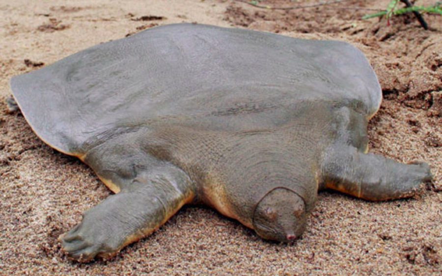 The Asian giant soft-shell turtle. (Dementia/Creative Commons)