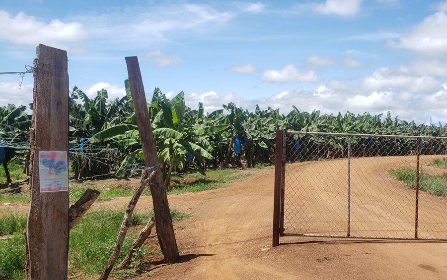 The entrance to TBYB Angkor Banana, a nearly 3,000-hectare plantation in Stung Treng province's O'Svay commune, which grows bananas for export, on September 23, 2020. (Danielle Keeton-Olsen/VOD)