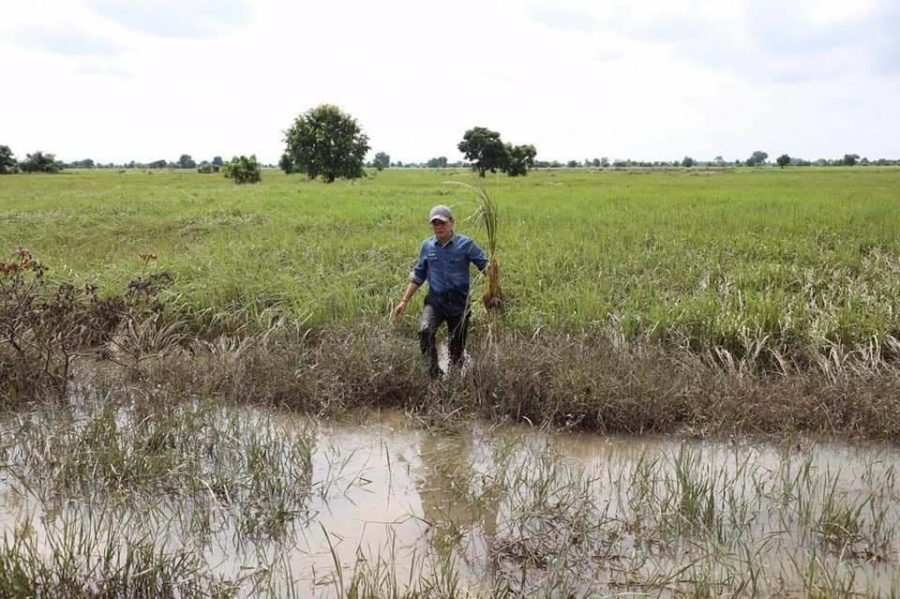 A farmer in Battambang province walks through a flooded rice field in a photo posted to the Agriculture Ministry's Facebook page on October 15, 2020.