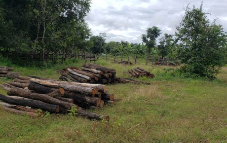A stack of cut logs on a property outside Mondulkiri province's Phnom Prich Wildlife Sanctuary on October 16, 2020. (Danielle Keeton-Olsen/VOD)