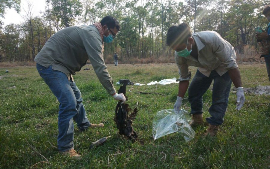 Community rangers dispose of a poisoned giant ibis in Chheb Wildlife Sanctuary, Preah Vihear province on April 14, 2020. (Wildlife Conservation Society)
