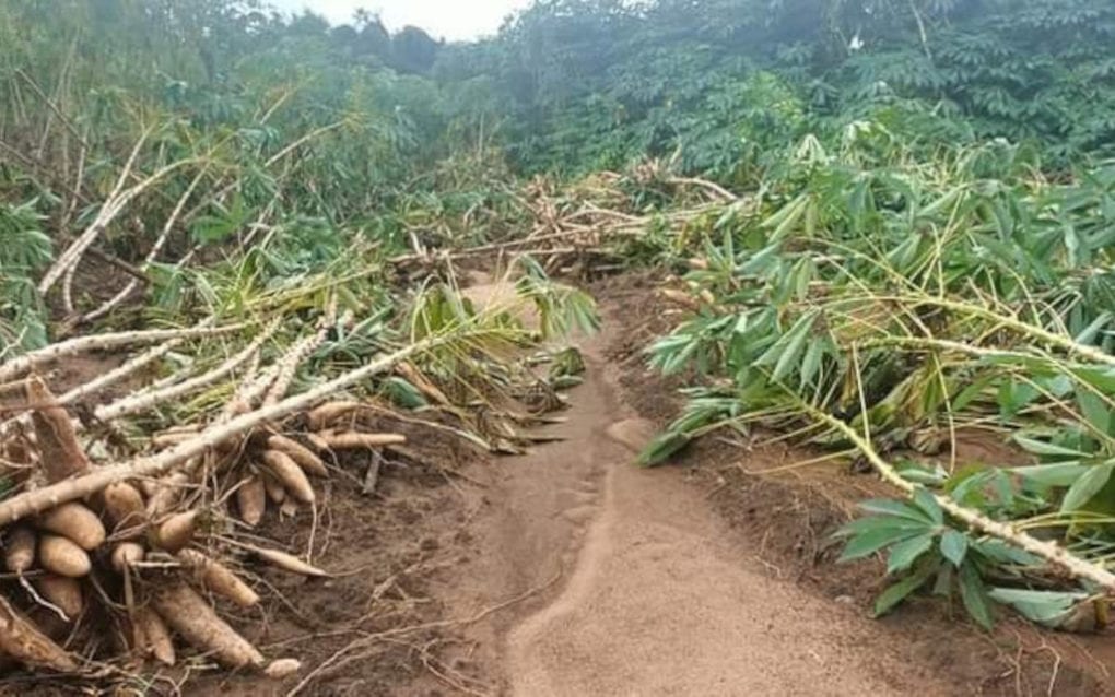 Crops damaged by flooding in Battambang province, in a photo supplied by farmer Phal Sopheap, 30.