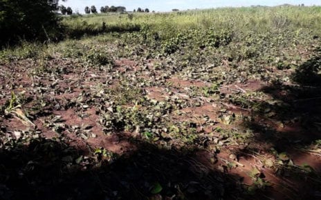 Crops damaged by flooding in Battambang province, in a photo supplied by farmer Phal Sopheap, 30.