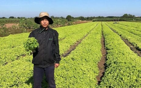 A farmer poses with his lettuce crop at his farm in Kandal province’s Sa’ang district. (Supplied)