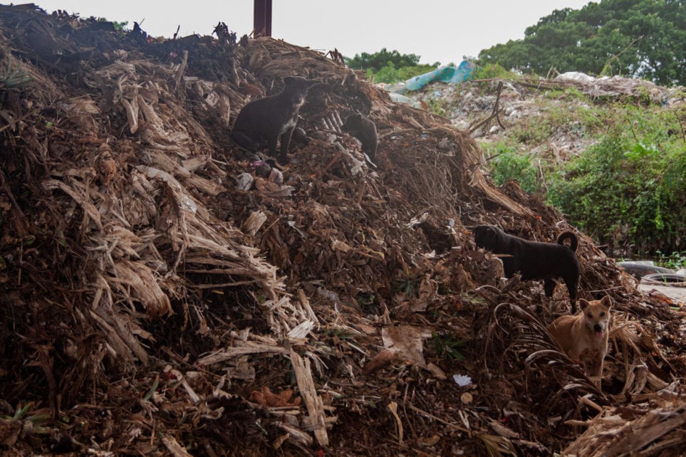 A pack of dogs climb one of the hulking piles of compost next to Battambang’s landfill, on November 6, 2020. (Gerald Flynn/VOD)