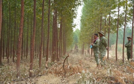 Rangers in the Think Biotech plantation near the Prey Lang Wildlife Sanctuary, in Kratie province on February 15, 2021. (Tran Techseng/VOD)