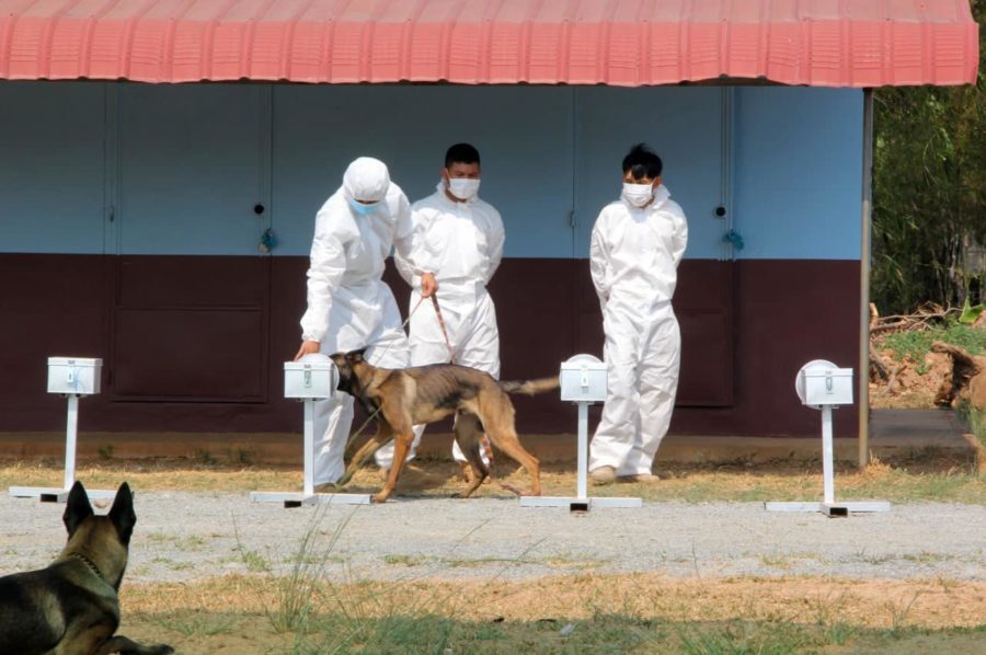 Trainers walk a dog through scent traps to train dogs raised for demining to find Covid-19 patients, in a photo posted to the Cambodia Mine Action Center's Facebook page on April 1, 2021.