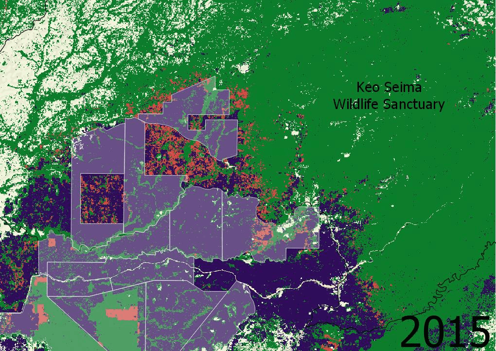 A gif depicting forest loss between 2015 and 2020 in Keo Seima Wildlife Sanctuary using Global Forest Watch data, with tree loss spreading out from previously-cleared rubber concessions. (Danielle Keeton-Olsen/VOD)