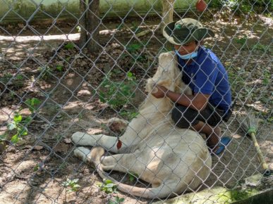 A caretaker pets the lion that was owned by a Chinese national in Phnom Penh at the Phnom Tamao Wildlife Rescue Center on July 3, 2021. (Keat Soriththeavy/VOD)