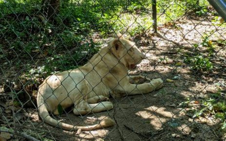 Lion at the Phnom Tamao Wildlife Rescue Center on July 3, 2021. (Keat Soriththeavy/VOD)