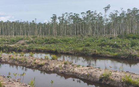 Cleared forest in Koh Kong province’s Dang Peng multi-use protected area, in a photo taken on July 4, 2021 and supplied by a local resident.