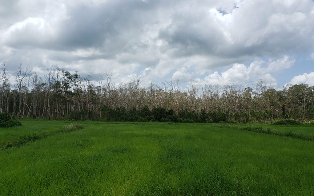 A rice field leads into the flooded forest in Koh Kong province's Chi Khor Krom commune, an area that residents say has been riddled with disputes with neighboring sugar concession, on June 29, 2021. (Danielle Keeton-Olsen/VOD)