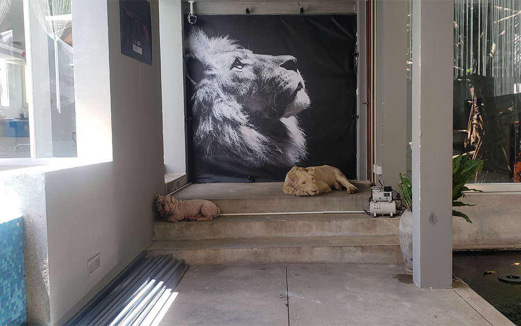 Hei Man, the lion allowed to live in Phnom Penh, sleeps across from his canine companion at the entrance of a Boeng Keng Kang I commune villa on August 16, 2021. (Danielle Keeton-Olsen/VOD)