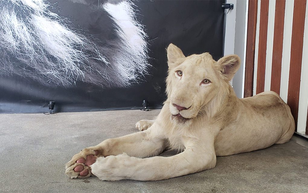 Hei Man the lion in his home in Phnom Penh's Boeng Keng Kang I commune on August 16, 2021 (Danielle Keeton-Olsen/VOD)