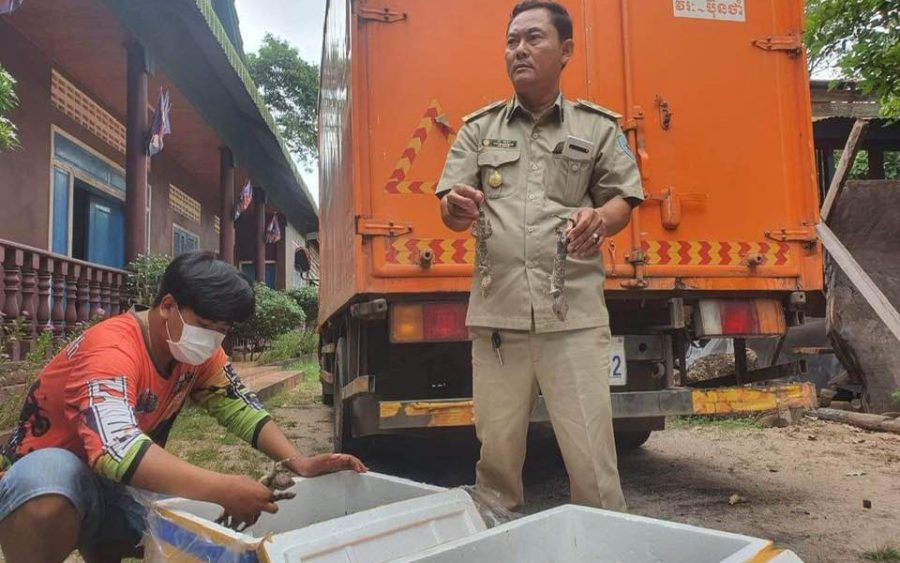 A forestry official holds up confiscated dead geckos from containers that were confiscated in Siem Reap province, in a photo posted to Khieu Khanarith's Facebook page on August 17, 2021.