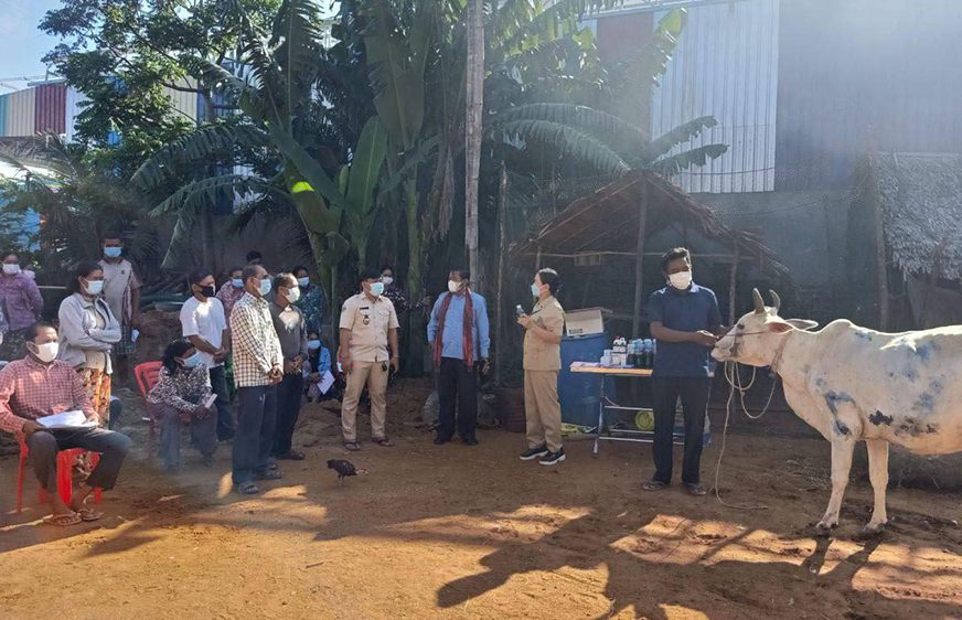 Authorities vaccinate cows for lumpy skin disease in Kampong Chhnang province's Svay Rompear commune, in a photo posted to the Agriculture Ministry's Facebook page on August 26, 2021.