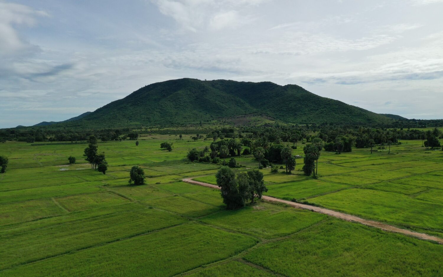 The Rui Feng plantation in Preah Vihear, pictured on October 26, 2021, covered with rice fields but little to no sugarcane. (Heng Vichet/VOD)