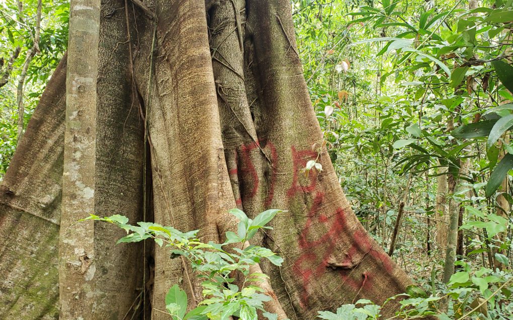 A tree marked with an illegible Khmer word, likely from a logger who plans to cut it, in Mondulkiri's Keo Seima Wildlife Sanctuary on February 11, 2021. (Danielle Keeton-Olsen/VOD)