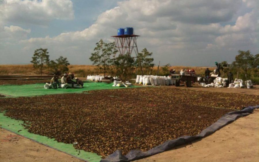 Drying jatropha seeds, from a Facebook page advocating for Gregg Fryett started by his son.