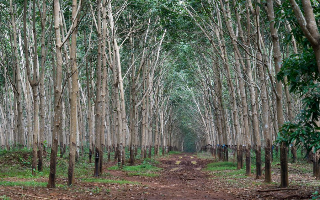 Rubber trees are lined up on what used to be a natural forest in Socfin-KCD’s two economic land concessions, which the company received in 2008 and 2009, in November 2021. (Francois Camps/VOD)