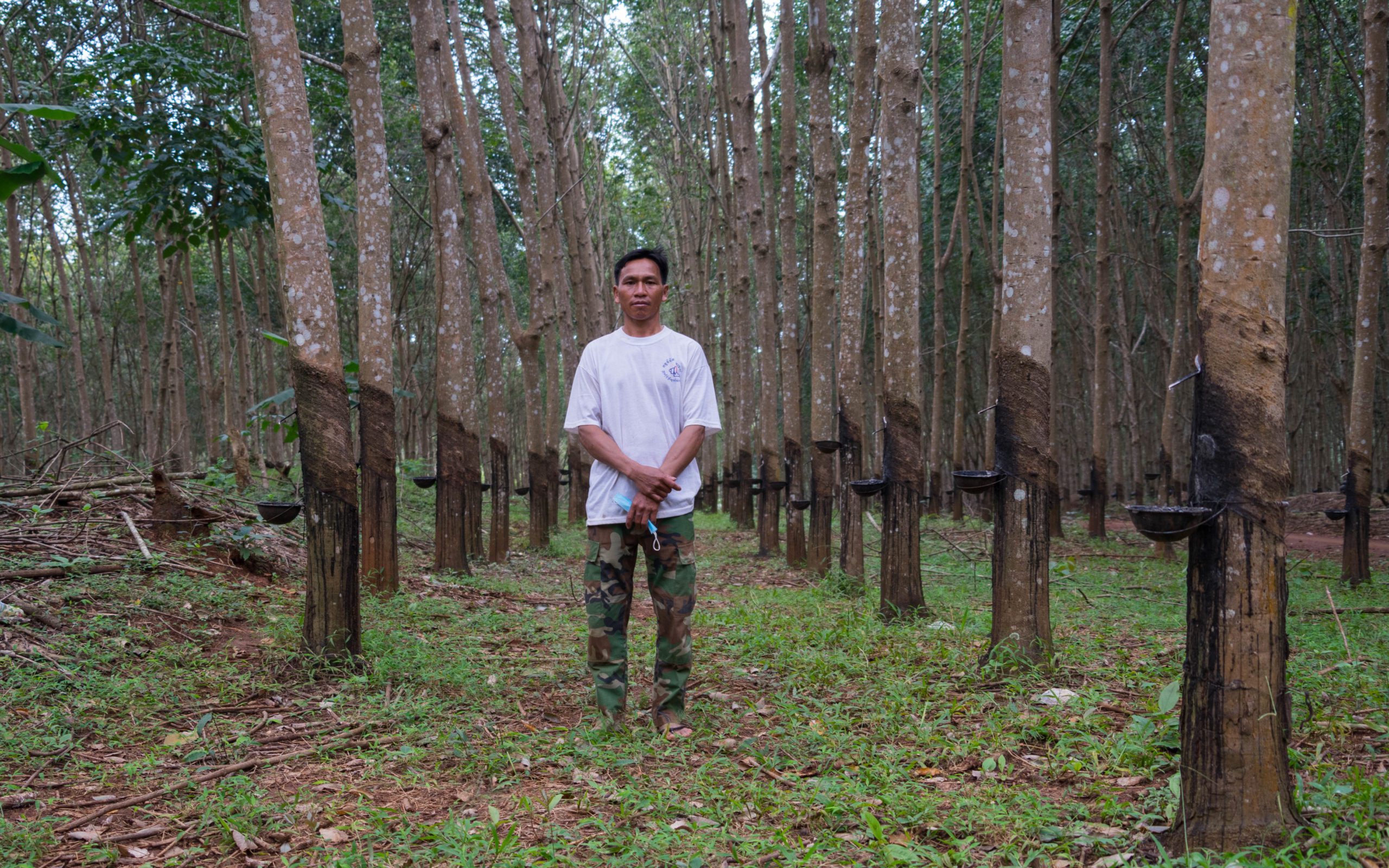 Bunong farmer Khlang Thol, 43, stands amid rubber trees on land where he used to grow rice for his entire family, in Mondulkiri in November 2021. (Francois Camps/VOD)