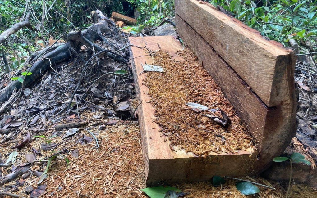 Sawn wood inside Preah Vihear province’s Prey Preah Roka Wildlife Sanctuary, in September 2021. (Ananth Baliga/VOD)