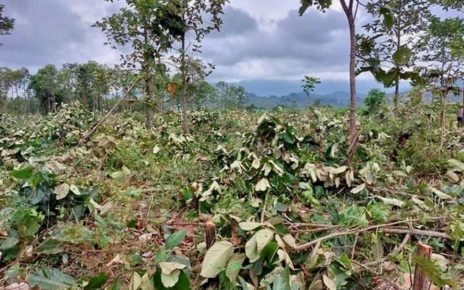 Kampong Speu residents say the army's tank unit has cleared their land in Oral district. (Supplied)