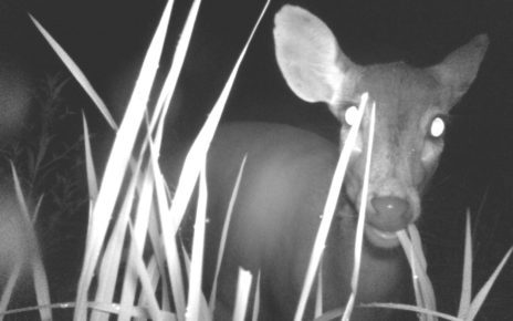An endangered hog deer was captured on camera trap in 2017, with a new study estimating there are as many as 84 deer in a small patch of Kratie grassland. (WWF Cambodia)