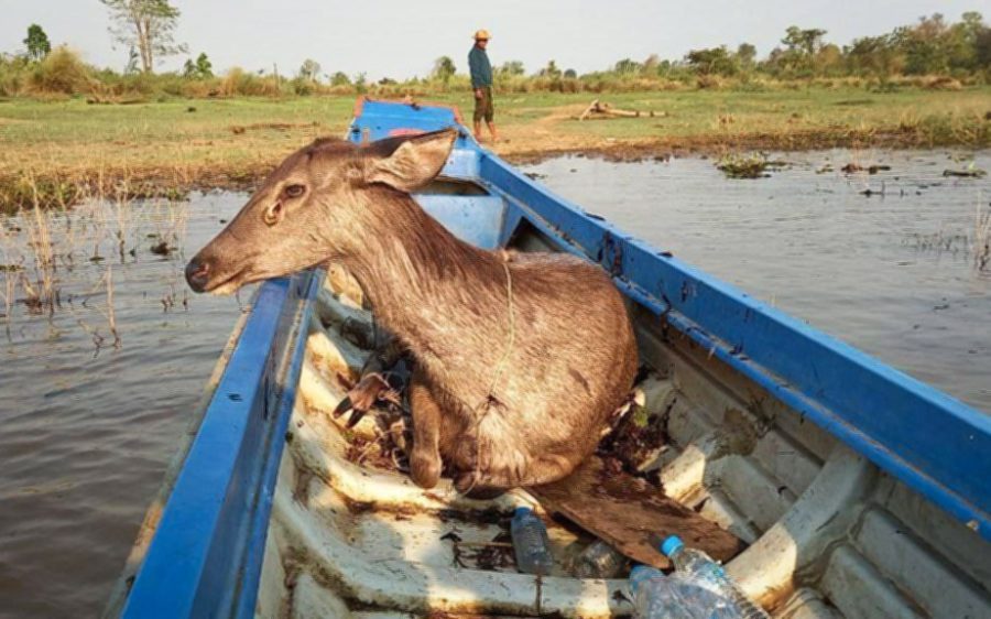 A rescued sambar deer. (Tho Thoross/Supplied)