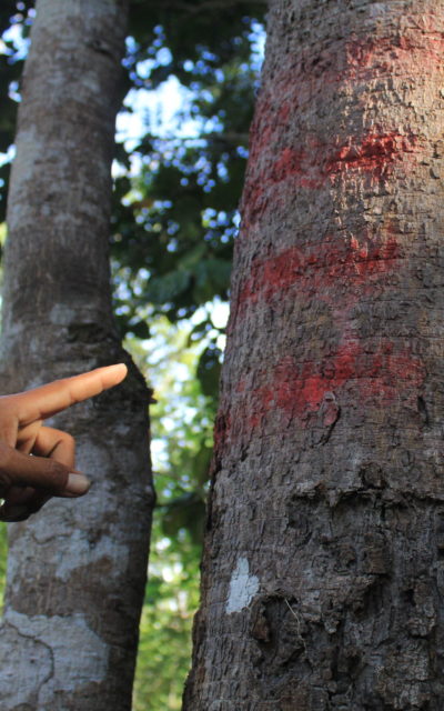 Sok Ly, a Pou Meas villager protesting the clearance of forest by members of Brigade 70, points to markings on a tree that soldiers intend to cut down in the Metta Forest. (Andrew Haffner/VOD)