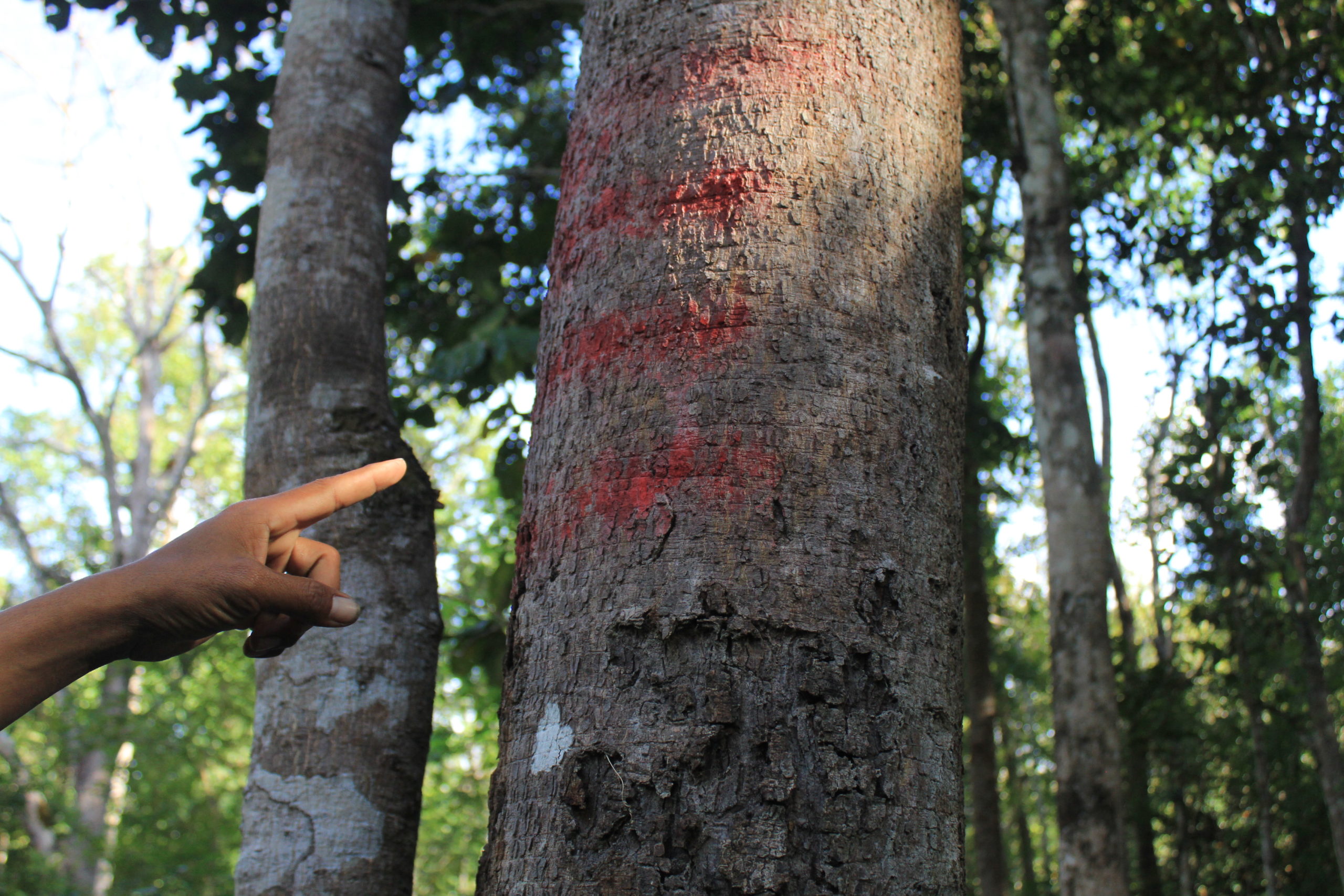 Sok Ly, a Pou Meas villager protesting the clearance of forest by members of Brigade 70, points to markings on a tree that soldiers intend to cut down in the Metta Forest. (Andrew Haffner/VOD)