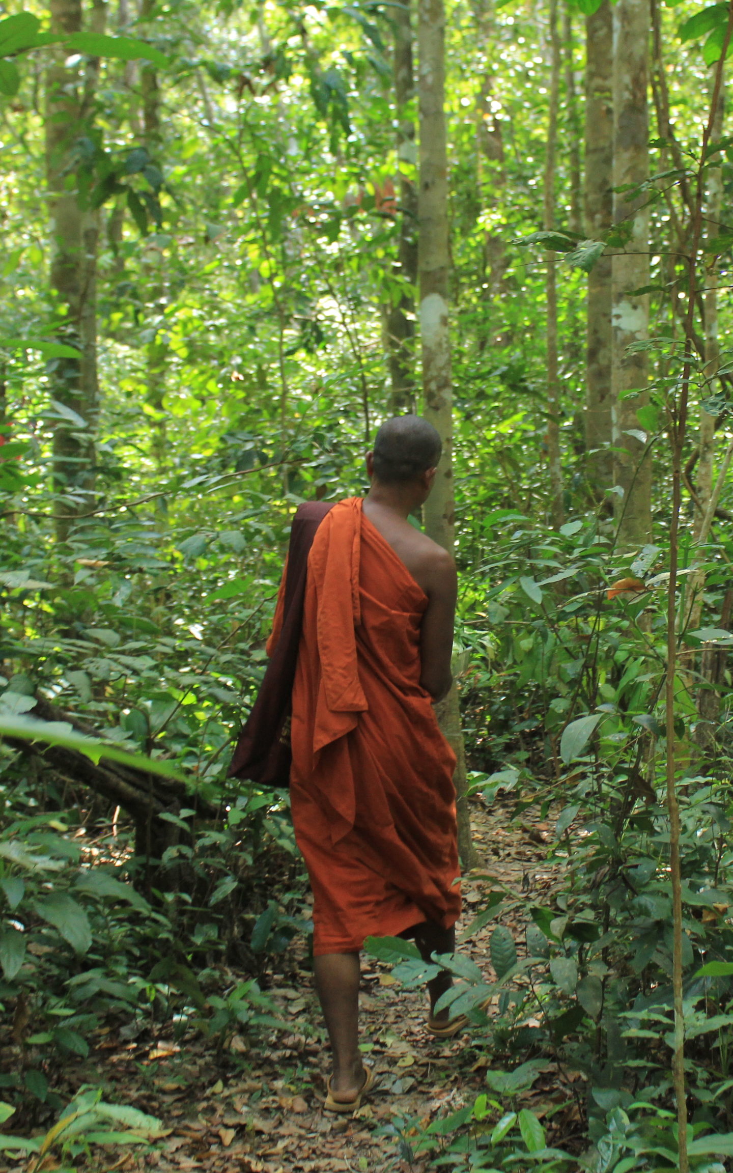 The Venerable Prom Thomacheat carrying food for a resident gibbon in the Metta Forest around his pagoda in Trapeang Chour commune, near the Oral Wildlife Sanctuary in Kampong Speu. (Andrew Haffner/VOD)