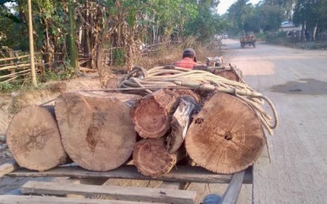 Trailers carrying timber and firewood last month in Kampong Speu's Trapaing Chor commune. (Meng Kruypunlok/VOD)