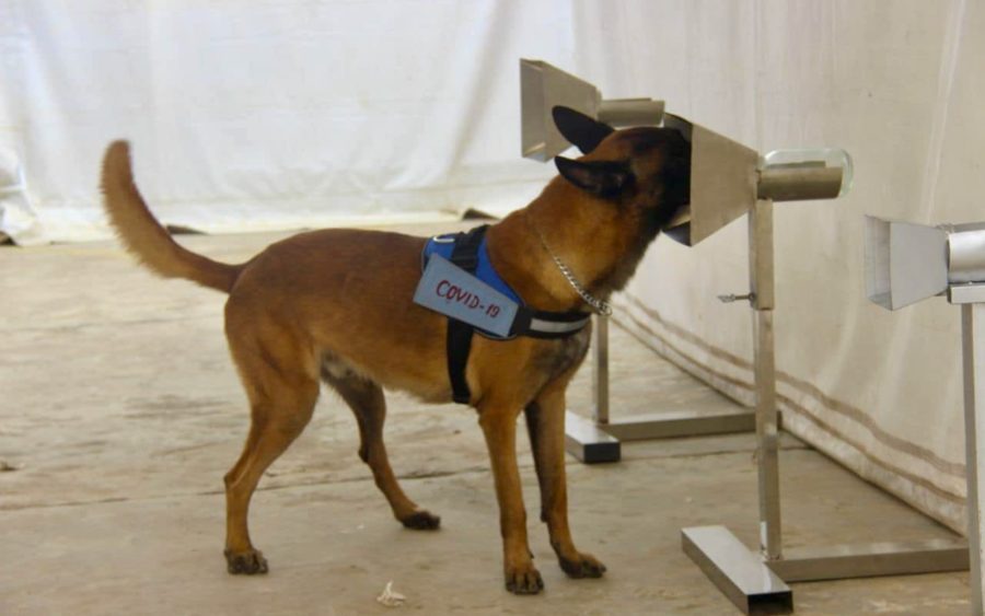 Demining dogs being trained by CMAC in December 2021 to detect Covid-19.