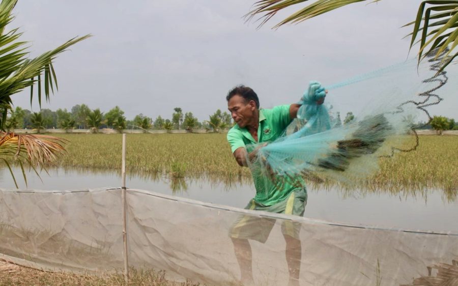 Lobster farmer San Savorng's father throws a fishing net to catch lobsters at their family farm in Takeo.